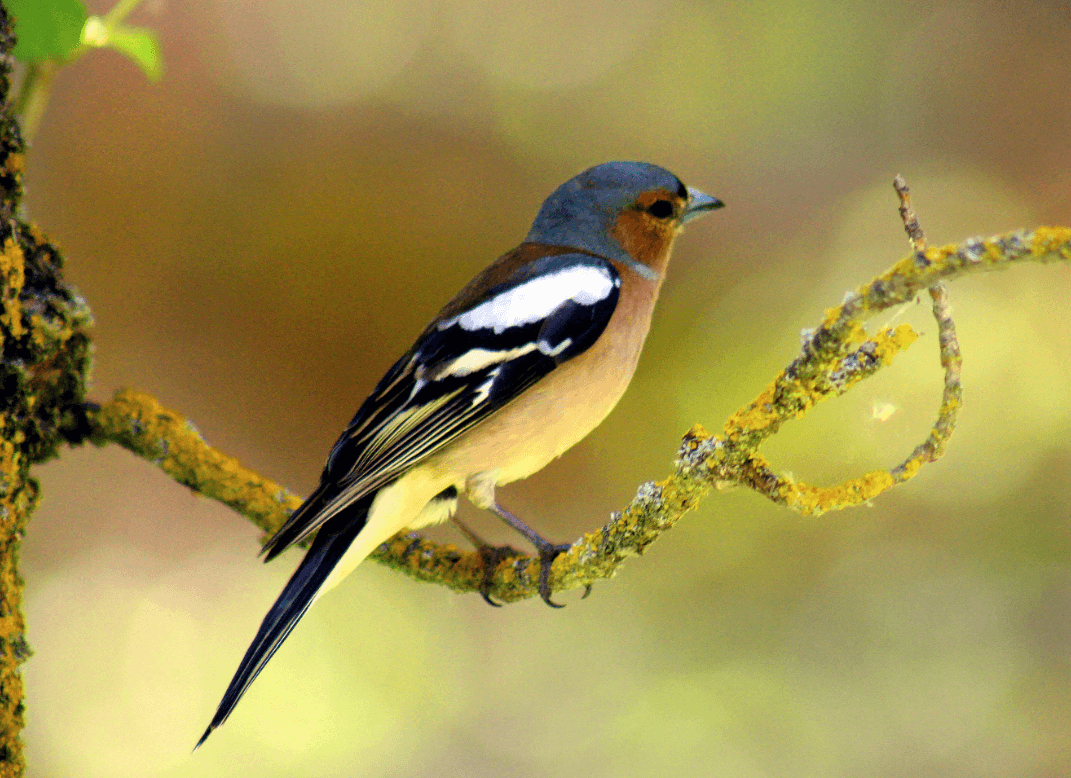 Bird Watching